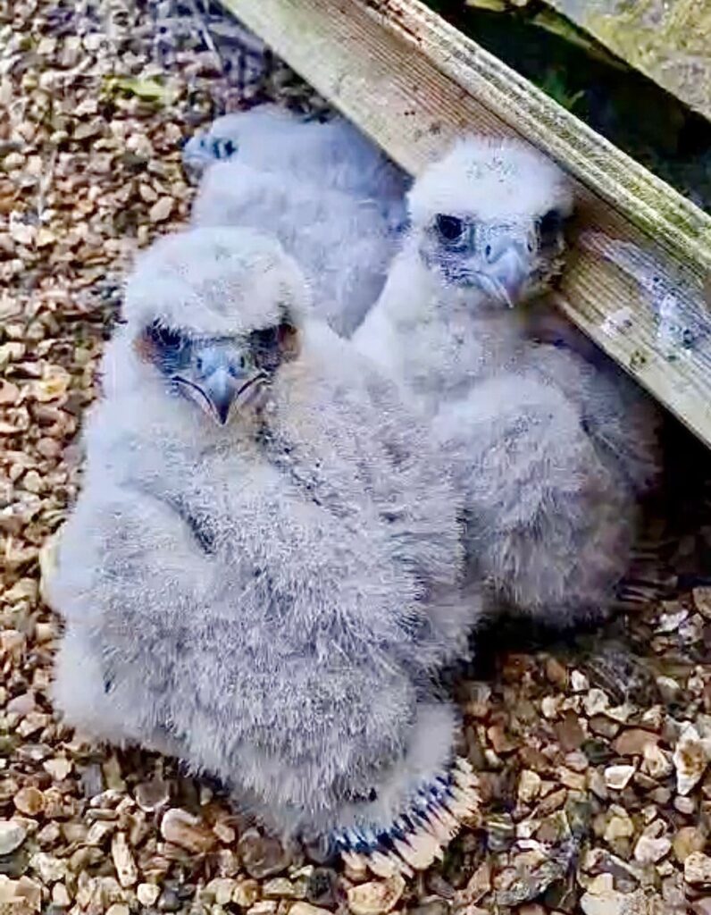Peregrine chicks on the nest tray after being ringed. Photo: Keith Smith
