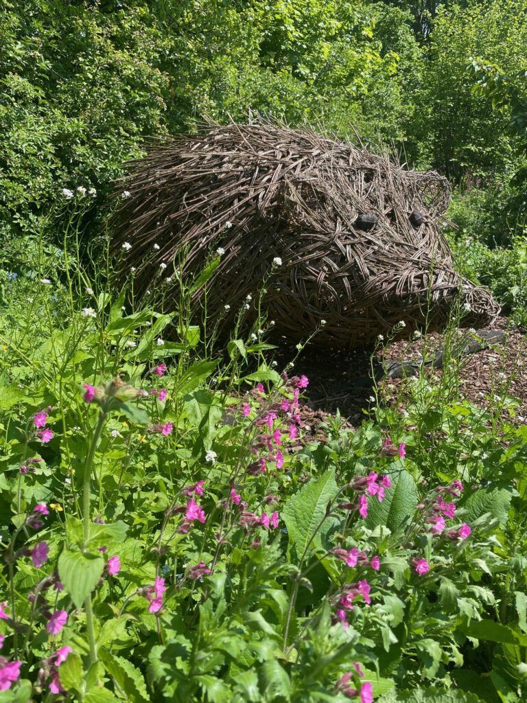 Willoughby the Hedgehog (c) Debbie Bigg