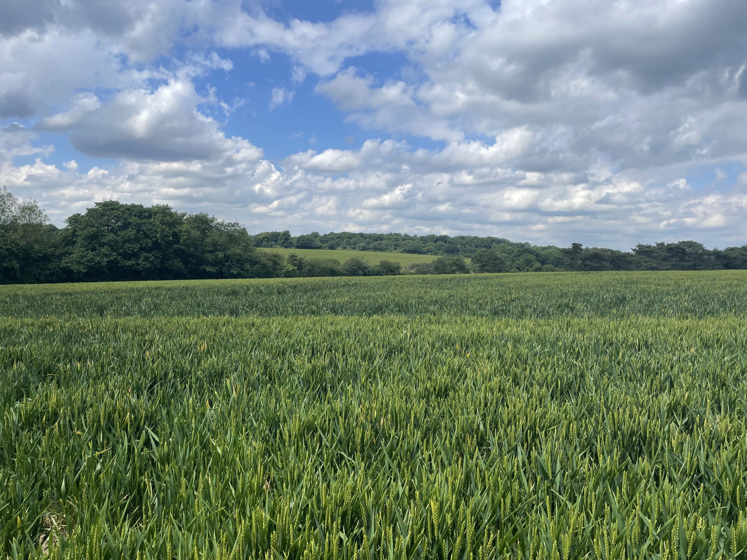 SADC is not challenging an appeal to build on this Green Belt land.