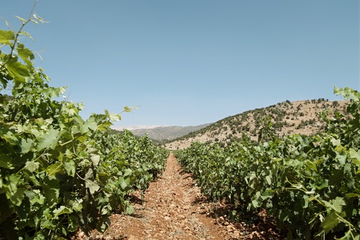 IXSIR vineyards in Lebanon