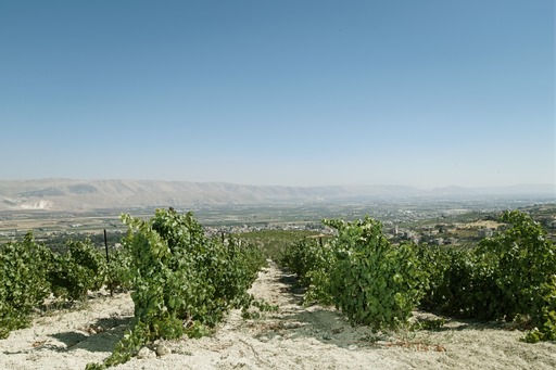 IXSIR vineyards in Lebanon