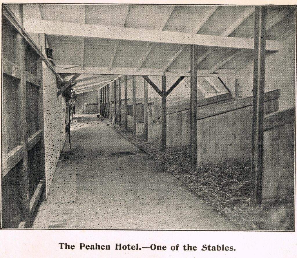 Flashback photo of The Peahen.
