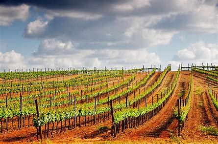 Portugal vineyard