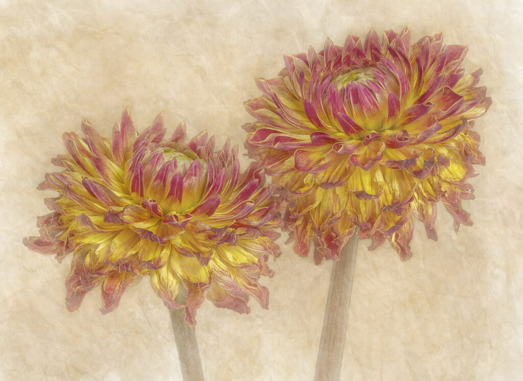 Growing Old Together by Liz Thompson