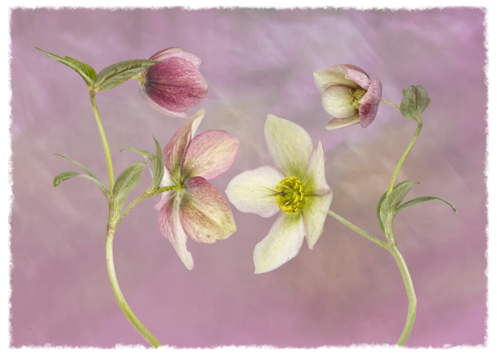 Hello Hellebore by Liz Thompson