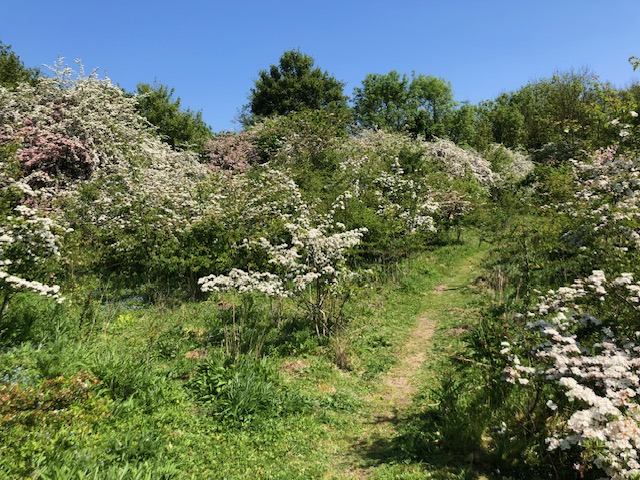 Bedmond Wildlife Meadow by Dr Robert Wareing