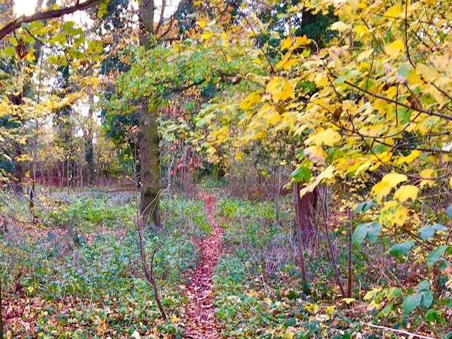 Bedmond Wildlife Meadow by Dr Robert Wareing