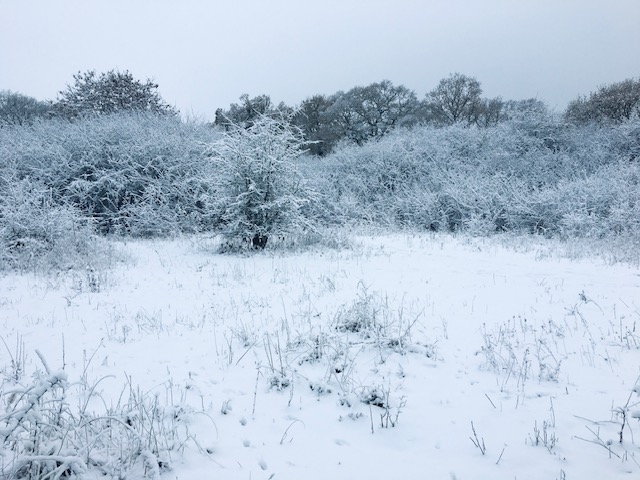 Bedmond Wildlife Meadow by Dr Robert Wareing