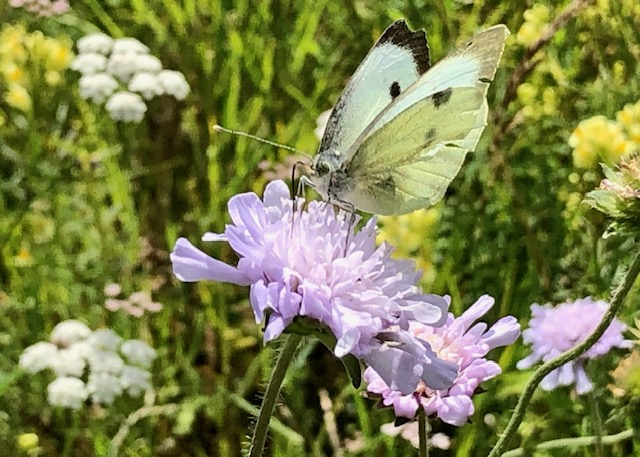 Bedmond Wildlife Meadow by Dr Robert Wareing