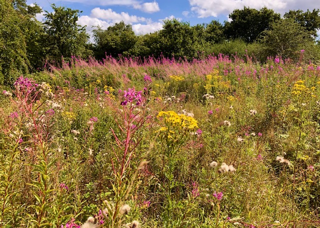 Bedmond Wildlife Meadow by Dr Robert Wareing