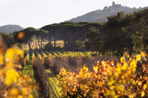 Minuty Wines