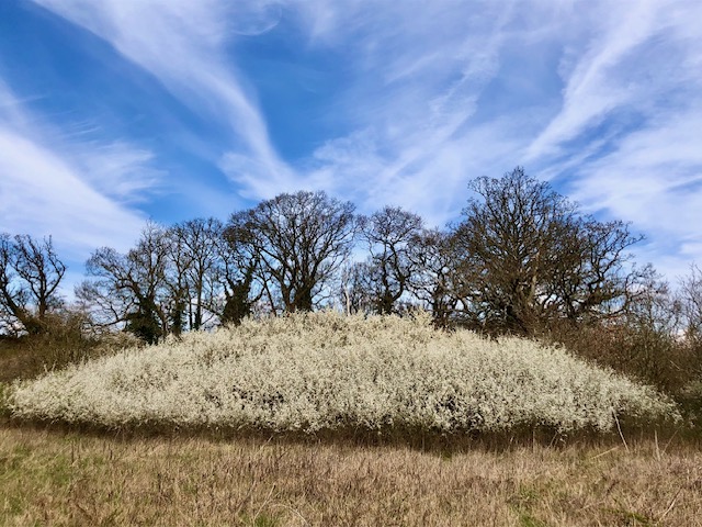 Bedmond Wildlife Meadow by Dr Robert Wareing