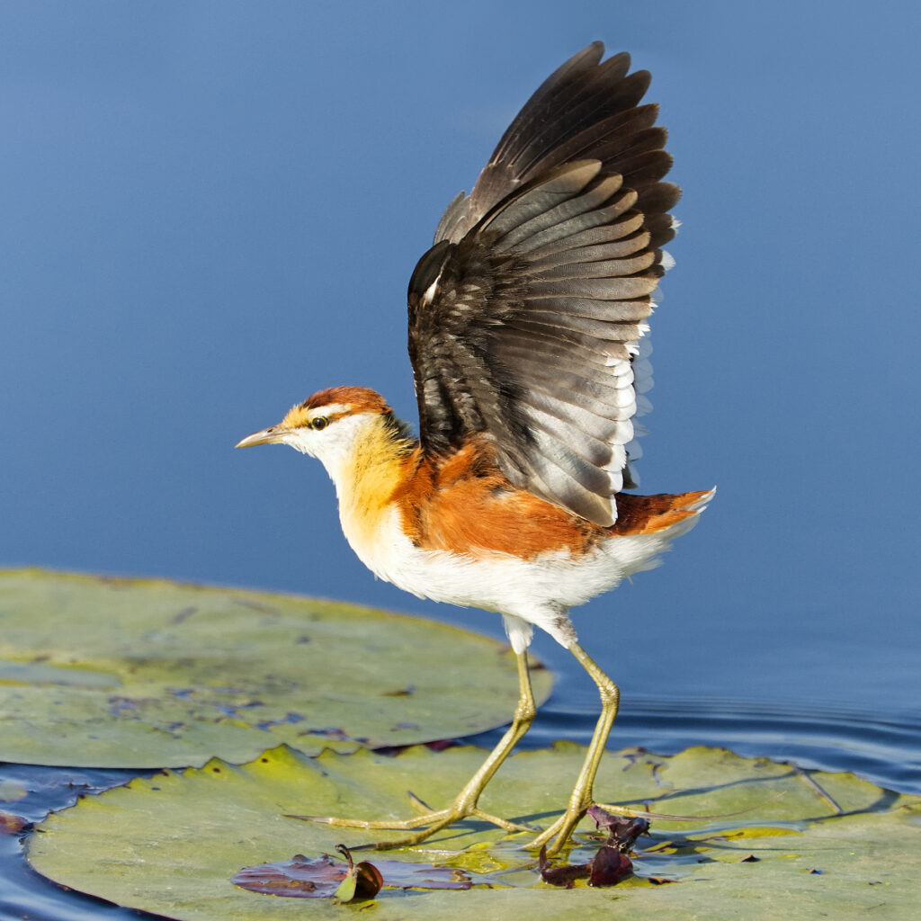 Lesser Jacana by Liz Thompson