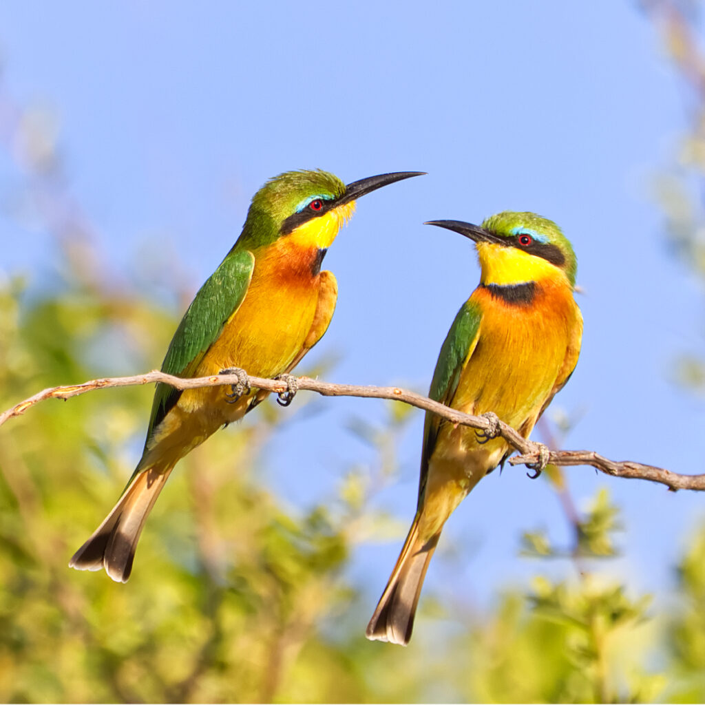 Little Bee Eater by Liz Thompson