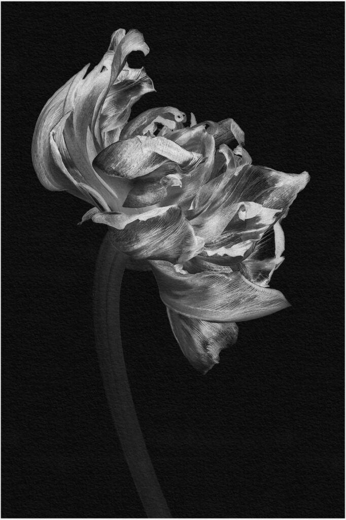 Mono Tulip by Liz Thompson
