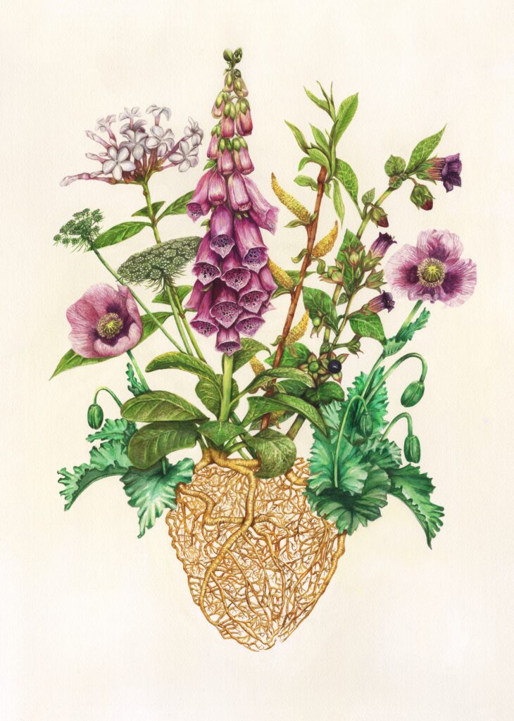 The Medicinal Heart by Becky Ullah
