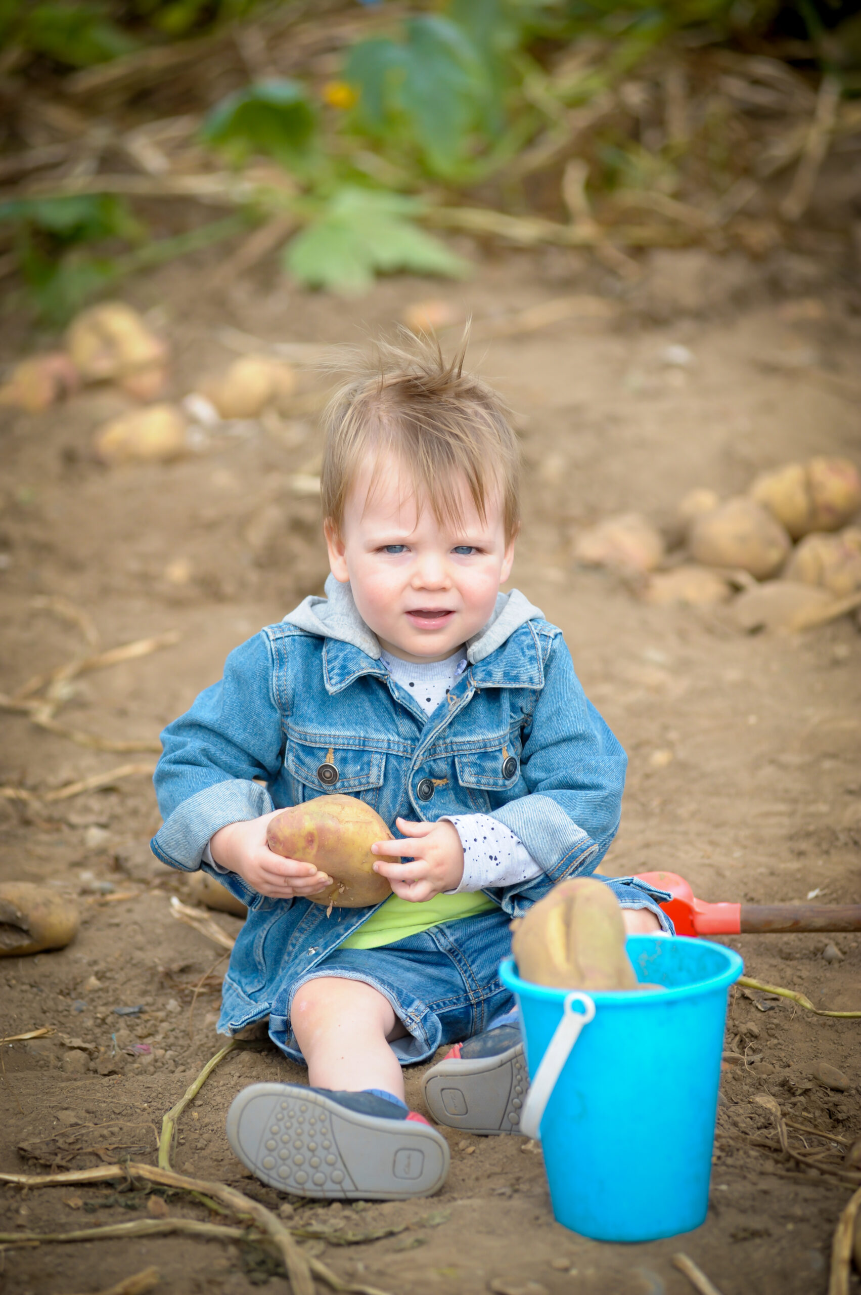 The Potato Shindig at Willows Activity Farm.