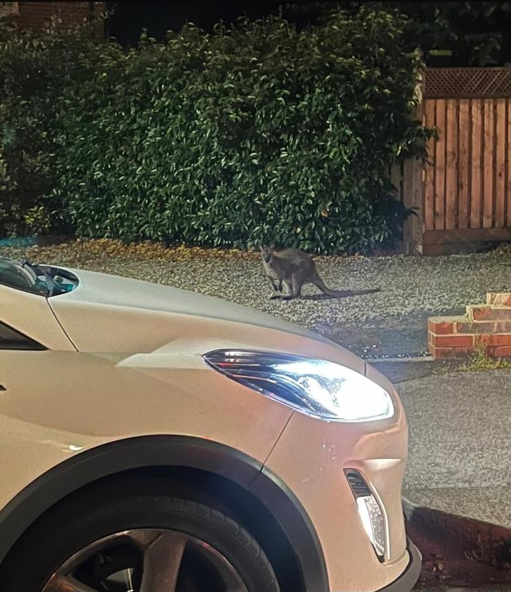 The wallaby outside the Jolly Sailor.