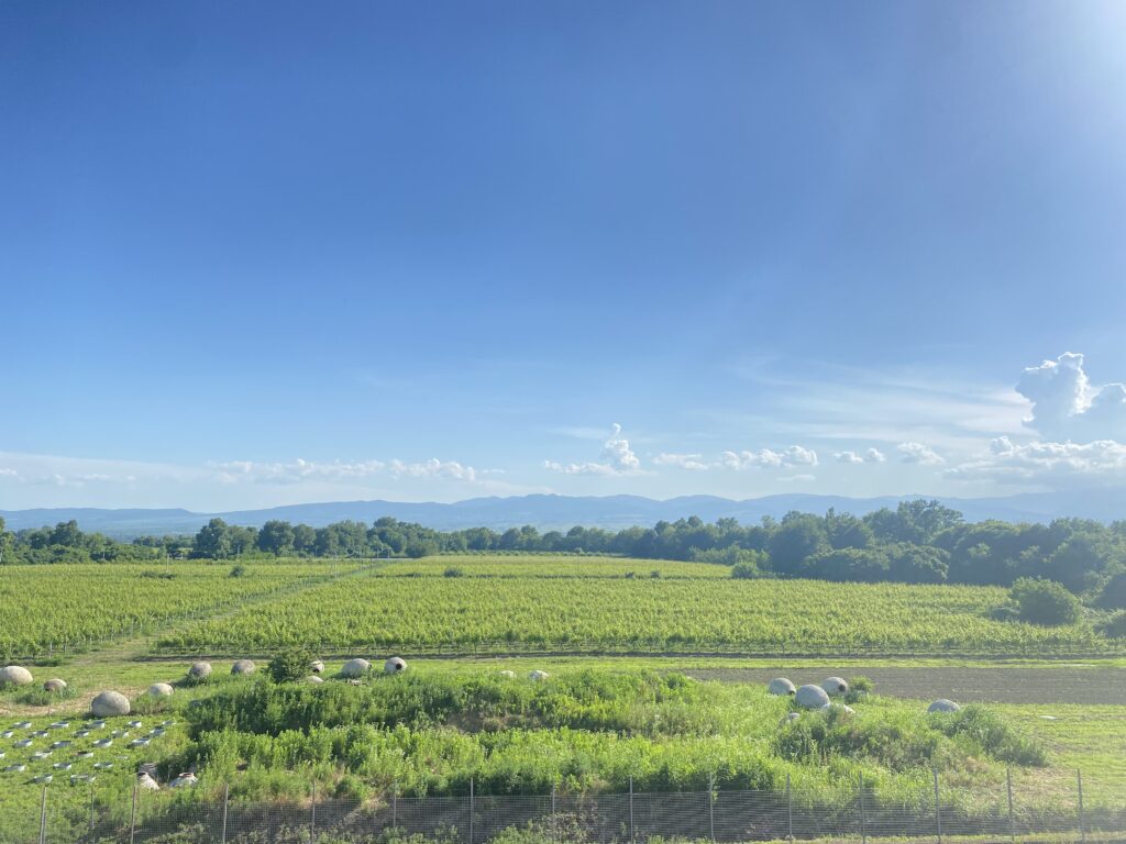 Georgia wine vineyards. Photo: Penny Edwards
