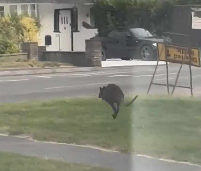 A screenshot from Zoe Benham's wallaby video.