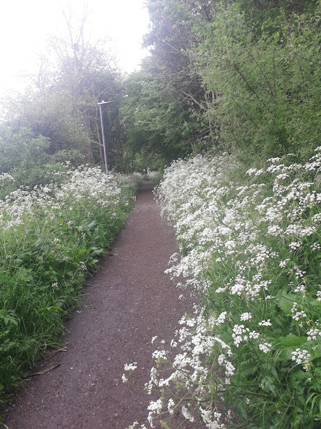 Jersey Lane