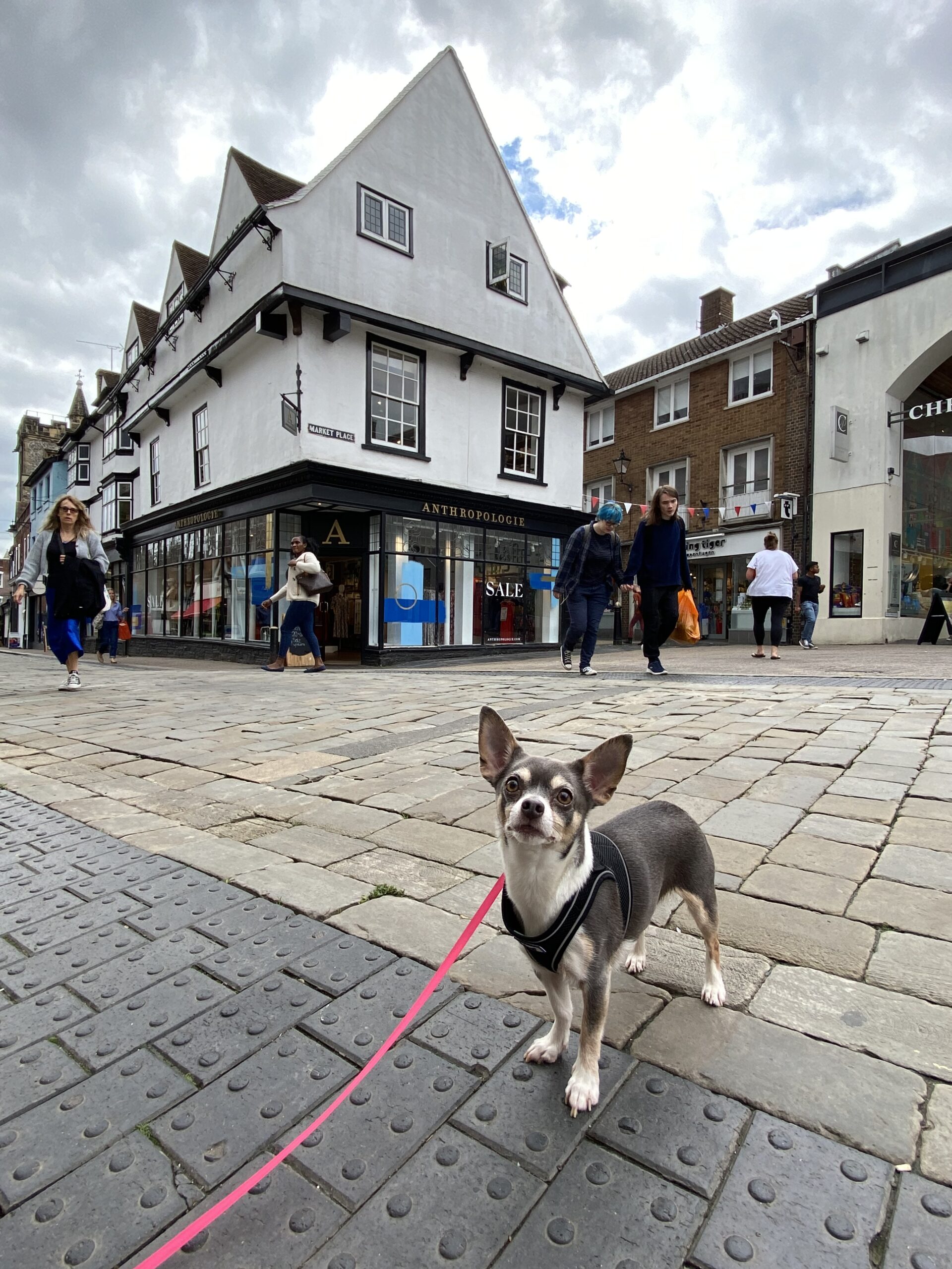 St Albans Dog Day
