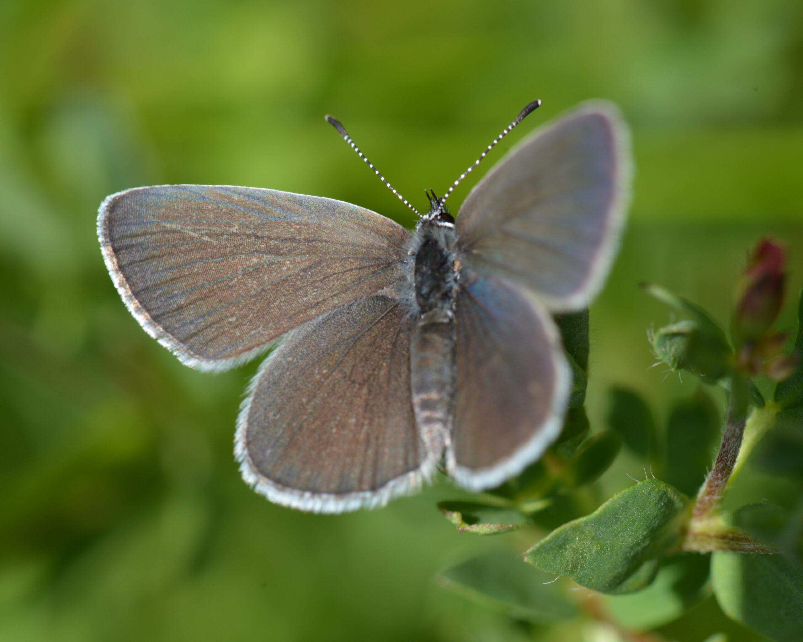 Small Blue butterfly. Photo: Andrew Wood.