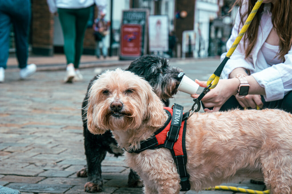 St Albans Dog Day