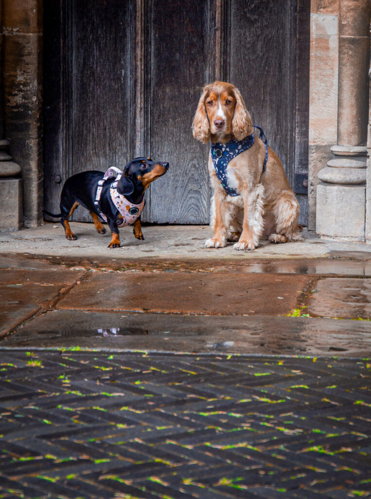 St Albans Dog Day