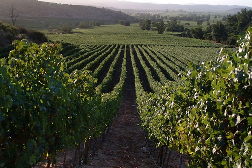 Ventisquero’s vineyards