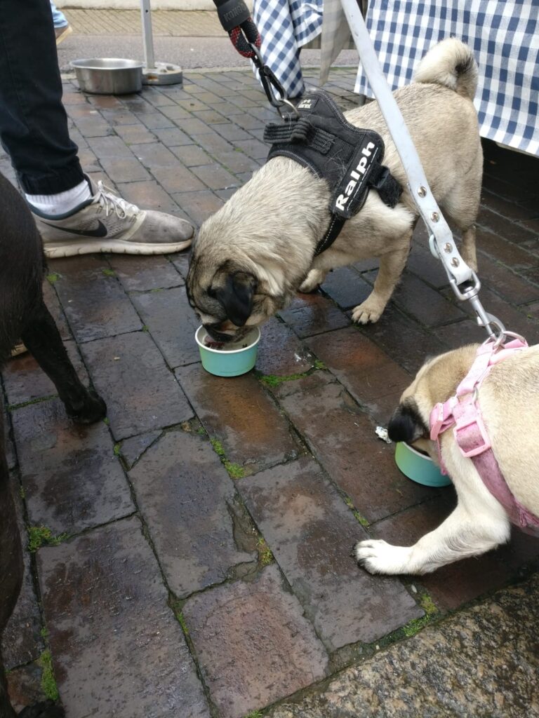 St Albans Dog Day 2024. Photo: St Albans BID
