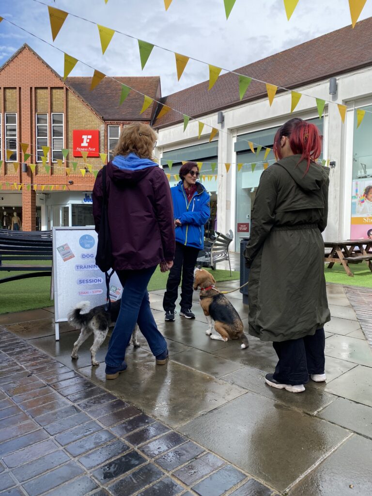 St Albans Dog Day 2024. Photo: St Albans BID
