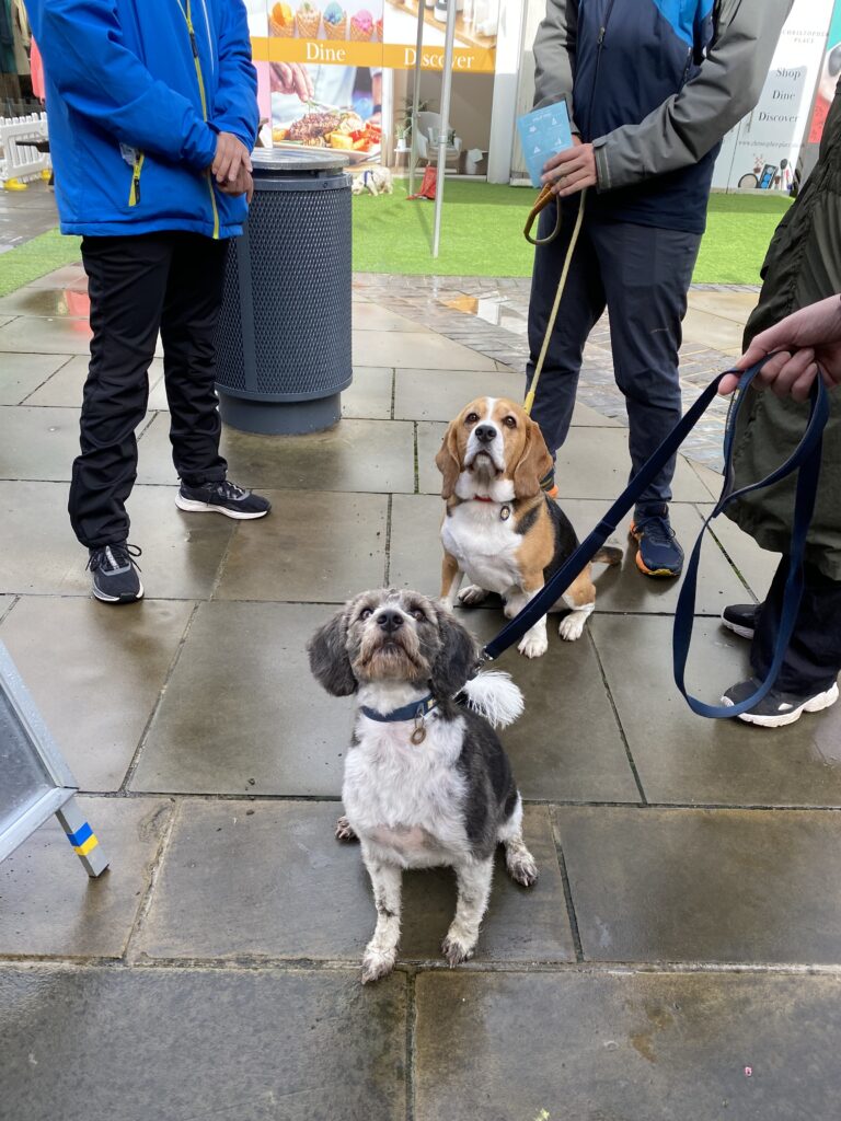 St Albans Dog Day 2024. Photo: St Albans BID