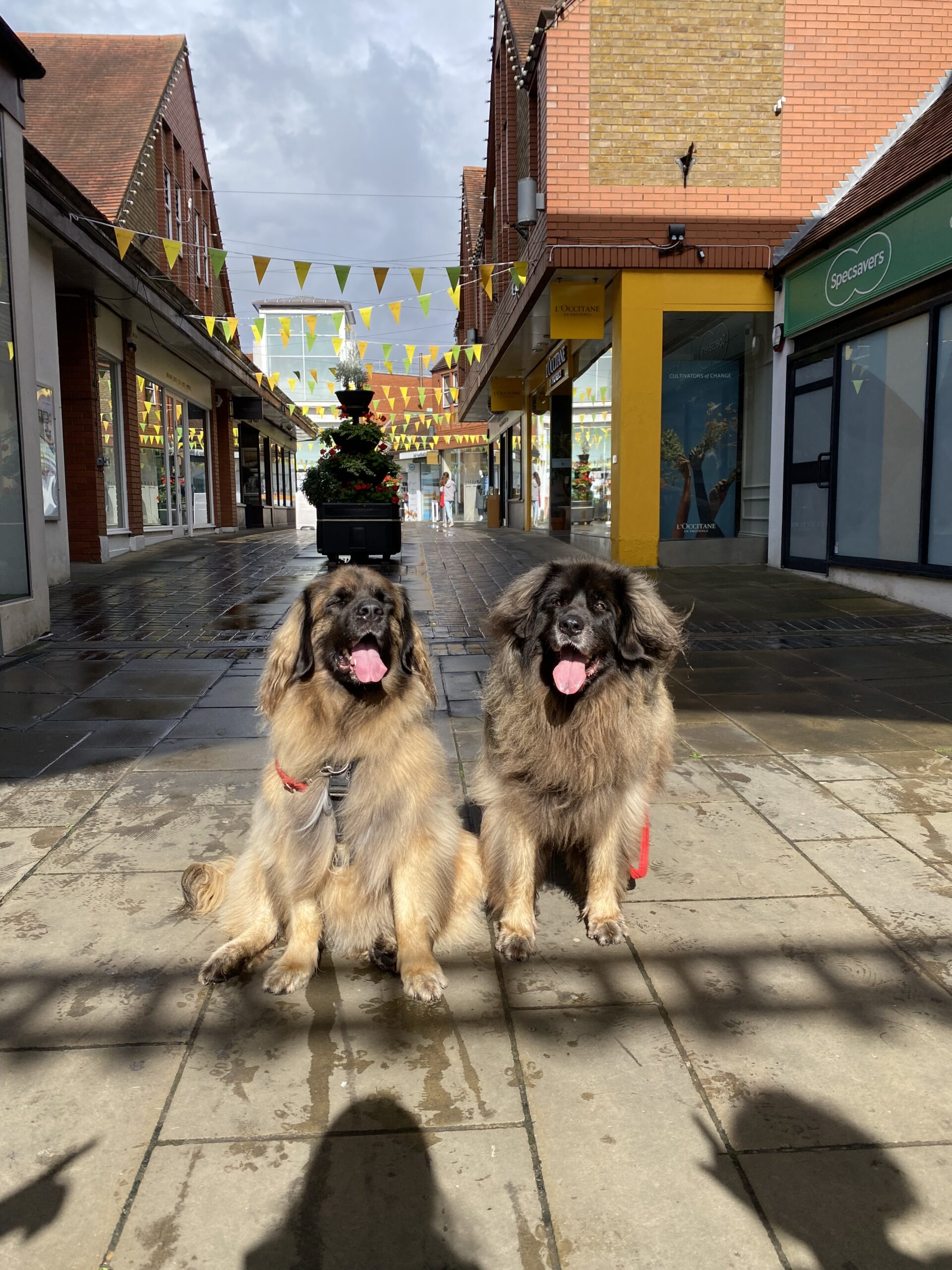 St Albans Dog Day 2024. Photo: St Albans BID