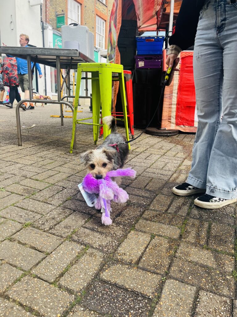 St Albans Dog Day 2024. Photo: St Albans BID