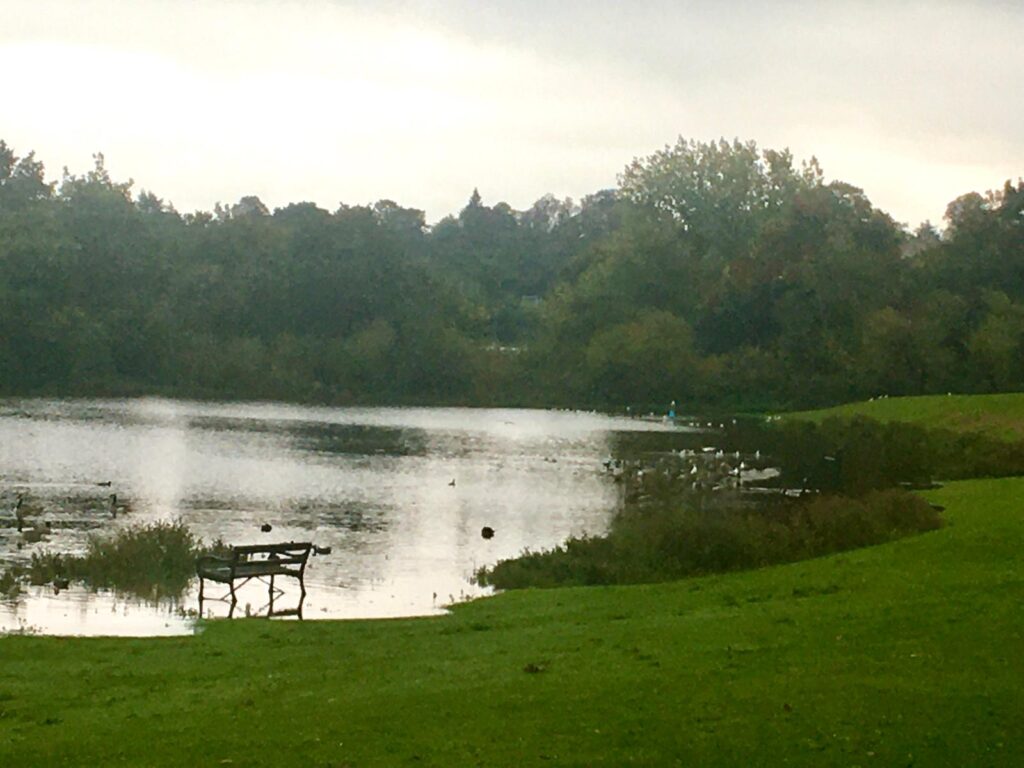 Verulamium Lake. Photo: Dr Robert Wareing.
