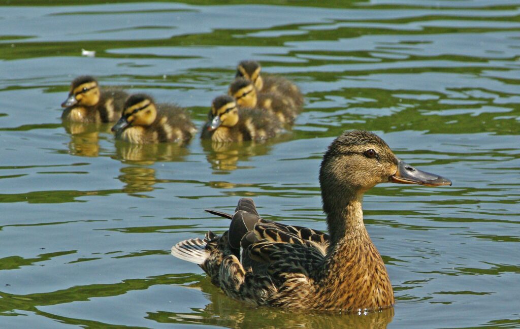 Female mallard with ducklings. Photo: Gillian Day.