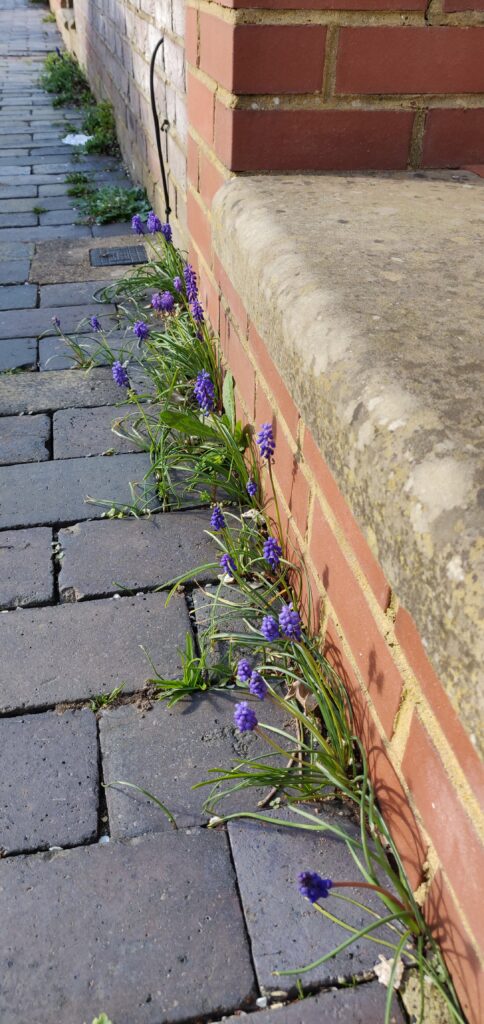 Pavement plants or unsightly weeds?