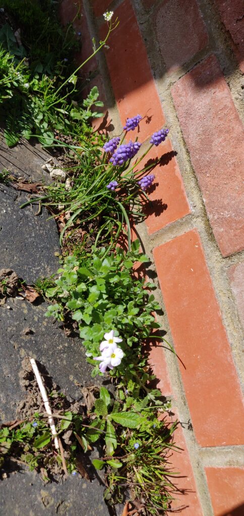 Pavement plants or unsightly weeds?