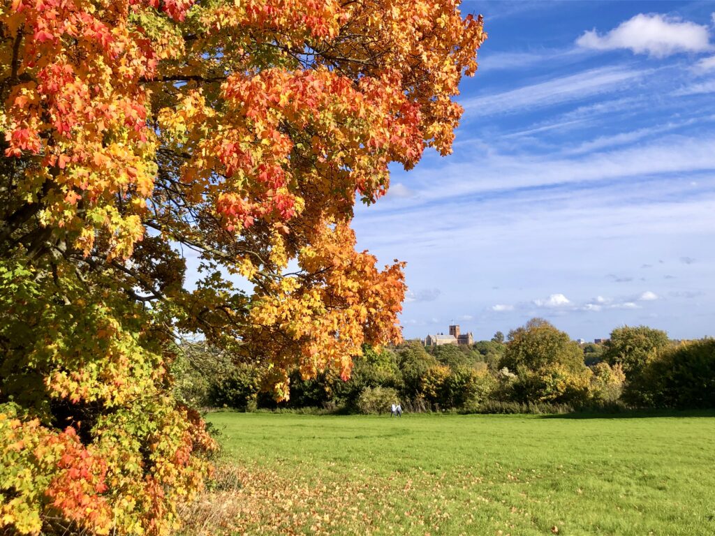 Verulamium Park. Photo: Dr Robert Wareing.