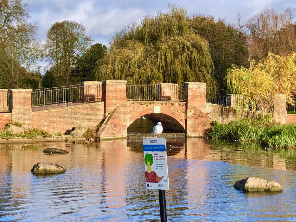 Verulamium Lake. Photo: Dr Robert Wareing.