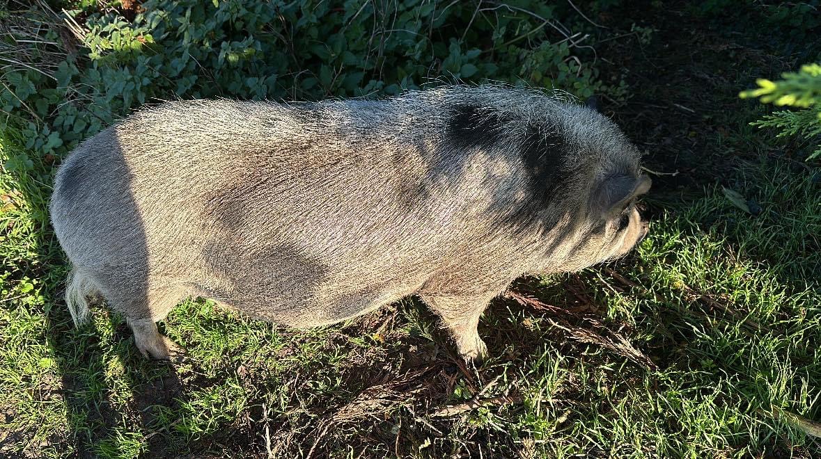The wandering pig.