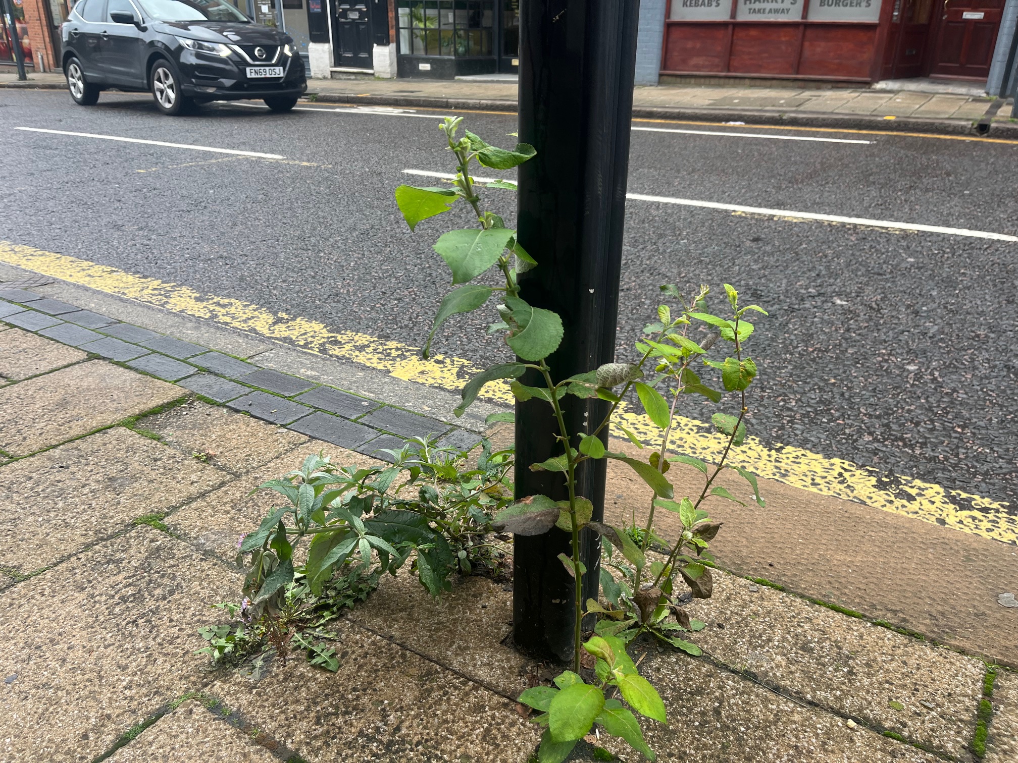 Weeds in St Albans' London Road.