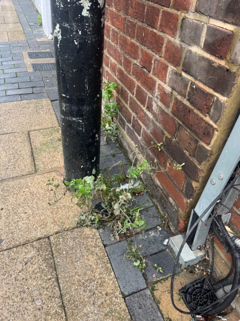 Weeds in St Albans' London Road.