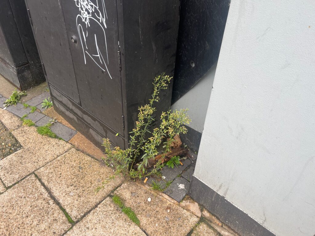 Weeds in St Albans' London Road.