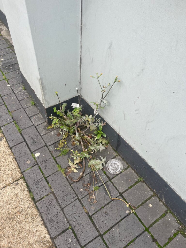 Weeds in St Albans' London Road.