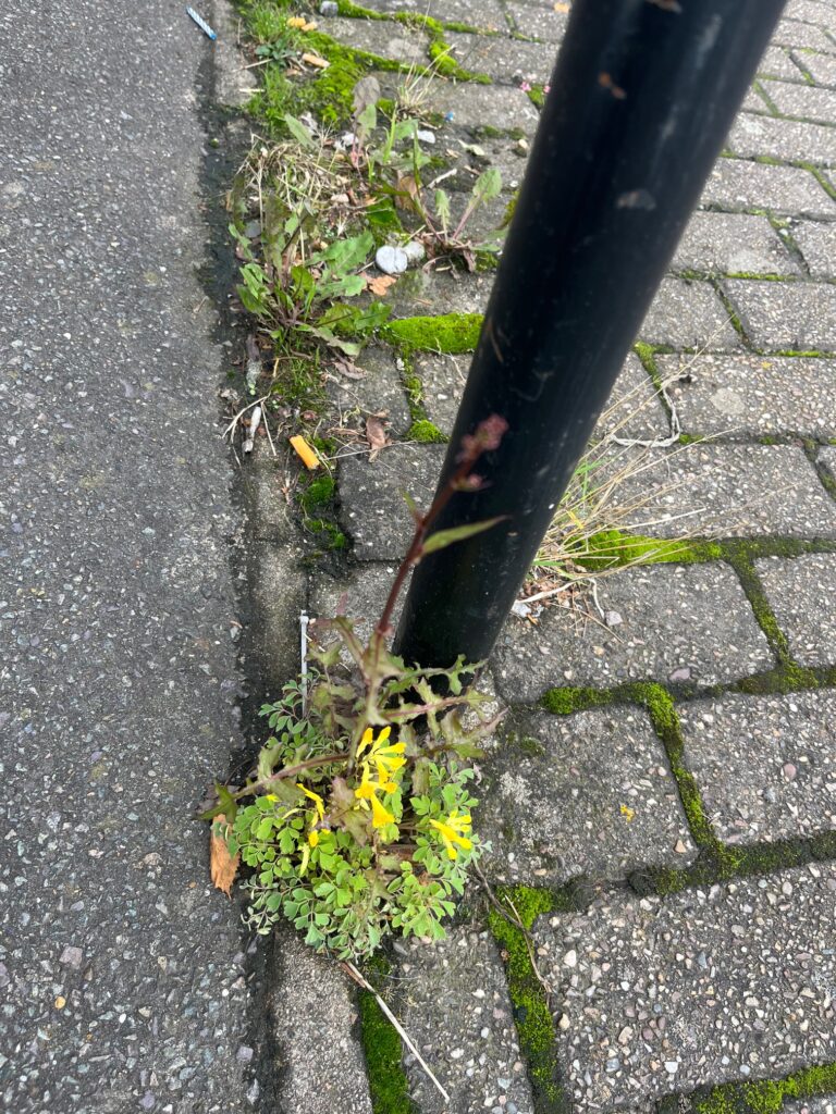 Weeds in St Albans' London Road.