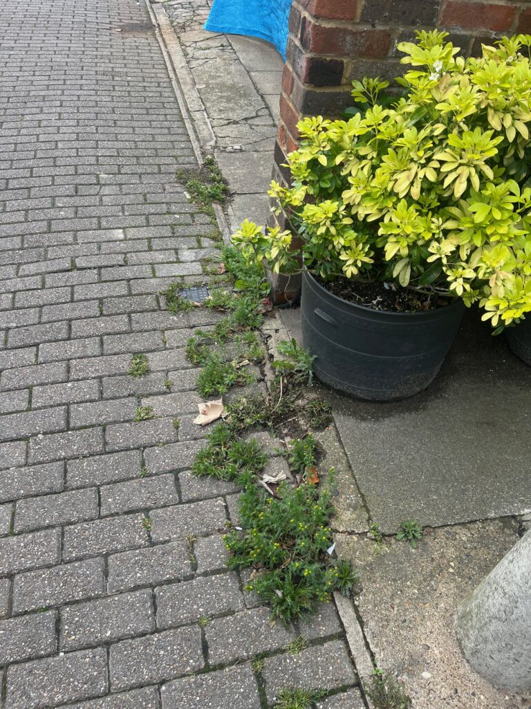 Weeds in St Albans' London Road.