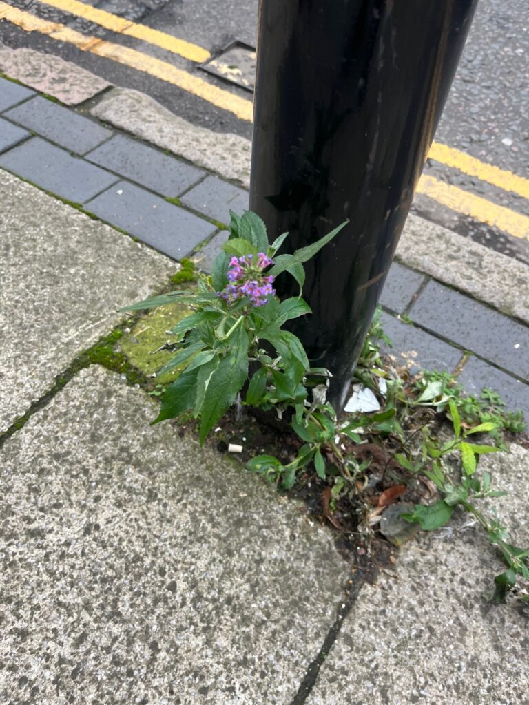 Weeds in St Albans' London Road.