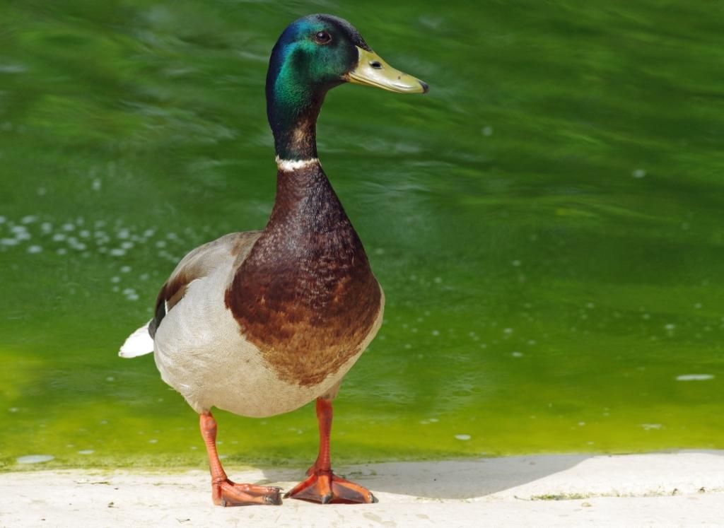 A male mallard. Photo: Gillian Day.